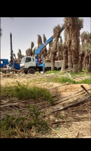 زراعه نخل بكل انواعه