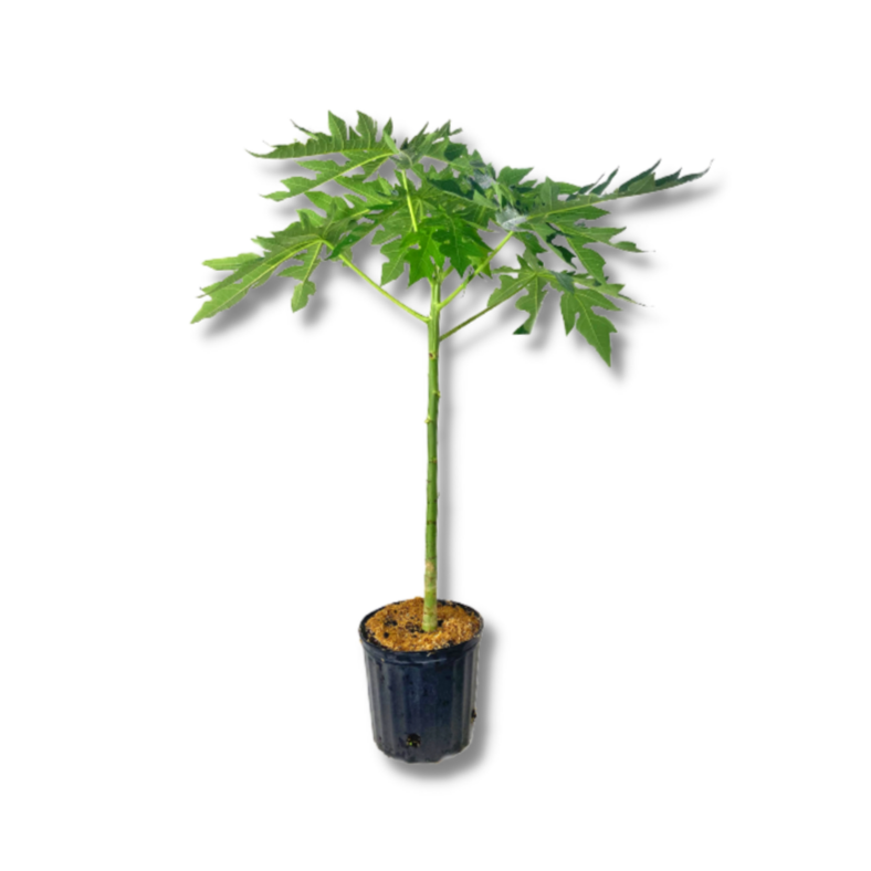 Papaya Plant Outdoor