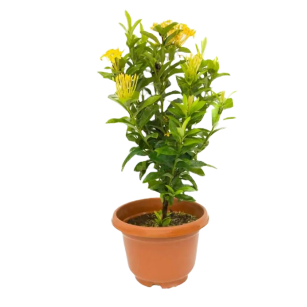 Ixora  Yellow Small outdoor