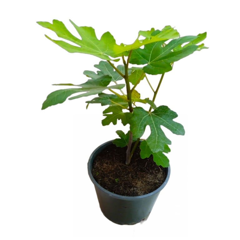 Fig Tree Outdoor