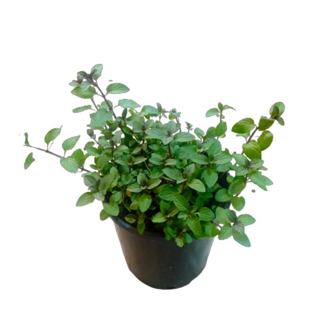 Mint Outdoor