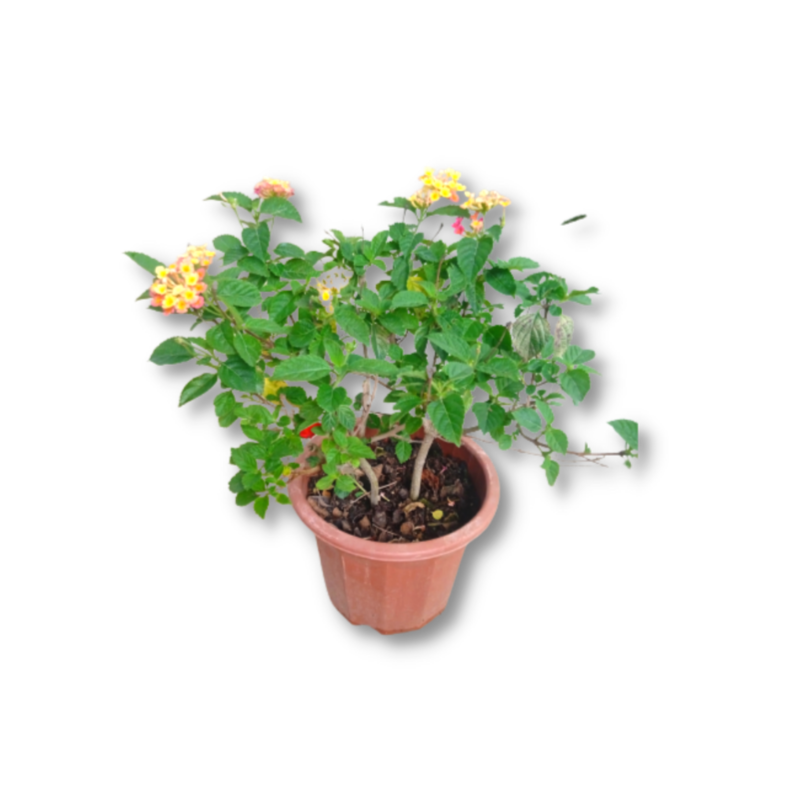 Lantana Outdoor