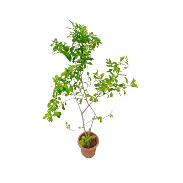 Duranta  Skyflower Outdoor