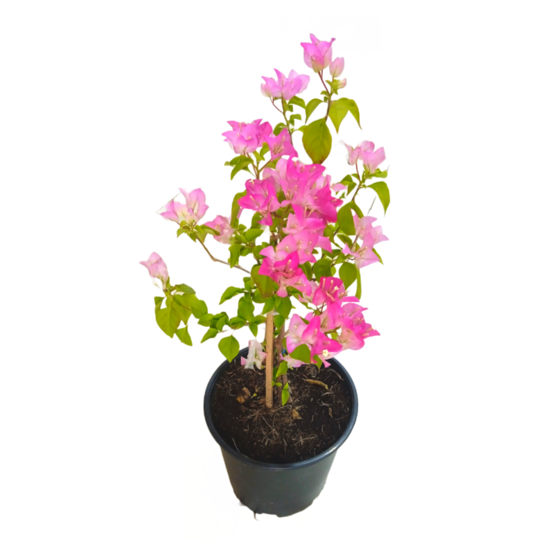 Bougainvillea Pink Delight 