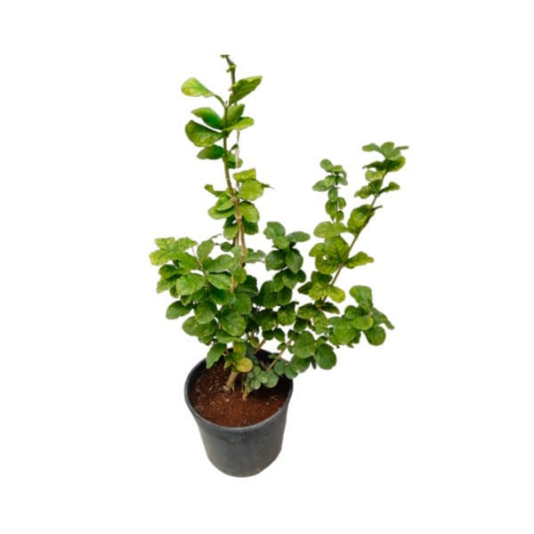 Jasminum Sambac Ful