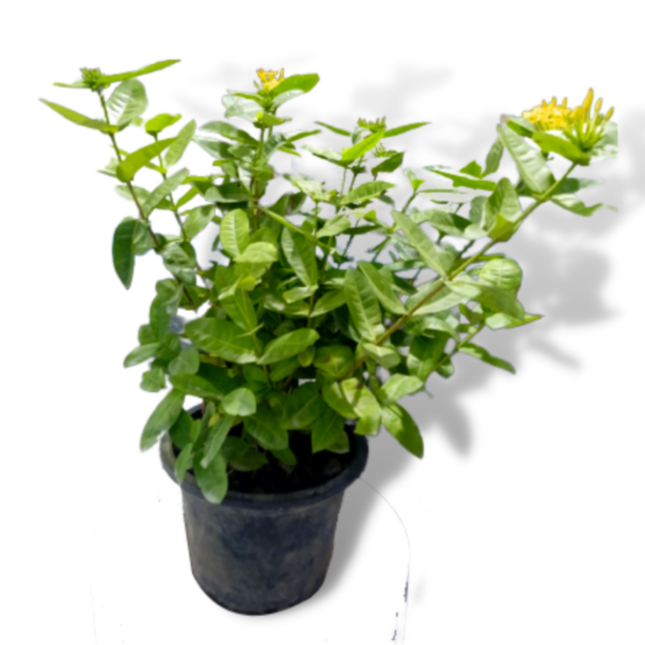 Ixora Yellow Big