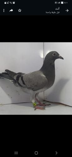 Homing pigeon chick2