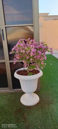 قصايص المداخل
