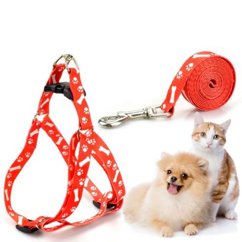 Dog leash and Hornes