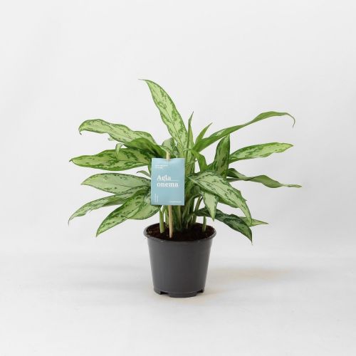 Aglaonema "Silver Queen" (indoor)