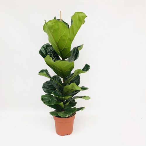Ficus Lyrata(indoor)