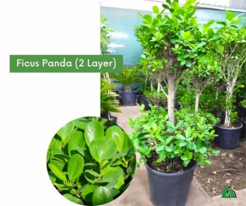 Ficus Panda 2 Layer (outdoor)