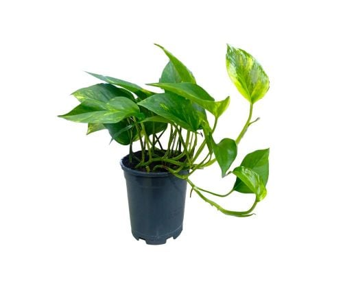 Money Plant (Indoor)