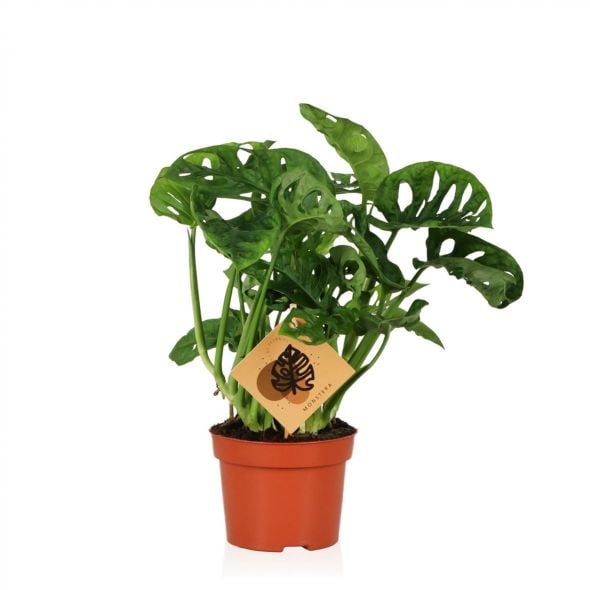 Monstera Monkey Mask (Indoor)