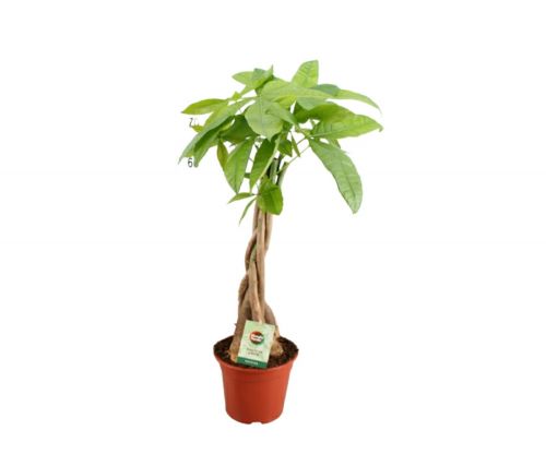 Money Tree