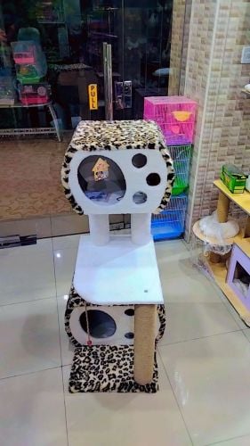 cat screeching post
