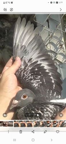Homing pigeon