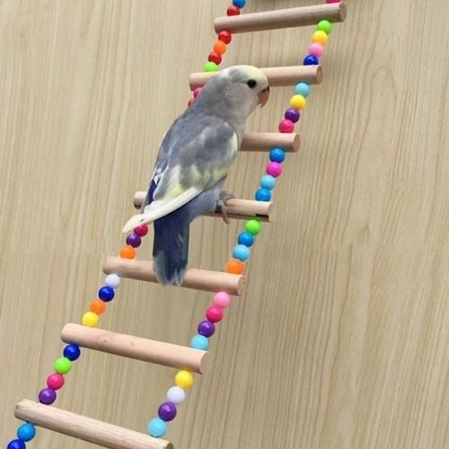 love birds &