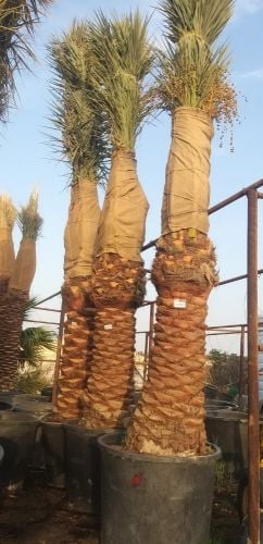 توريد وزراعه نخيل برحى