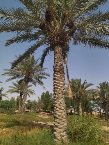 زراعه النخيل المثمررر