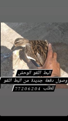 بط طيار لفو