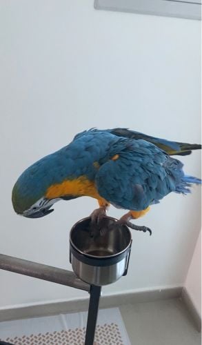 Golden Macaw