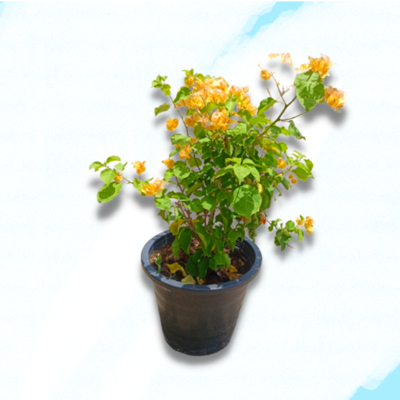 Bougainvillea Orange
