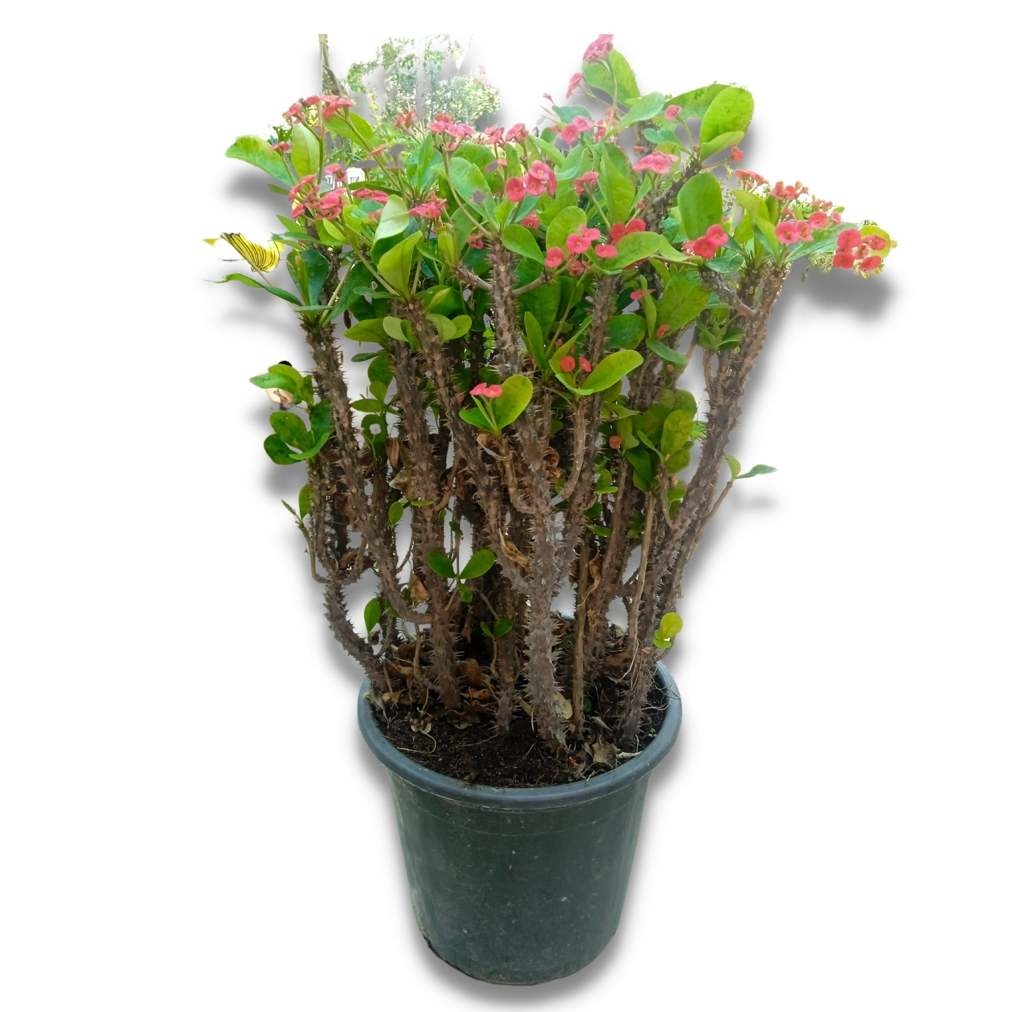 Euphorbia Milli Big