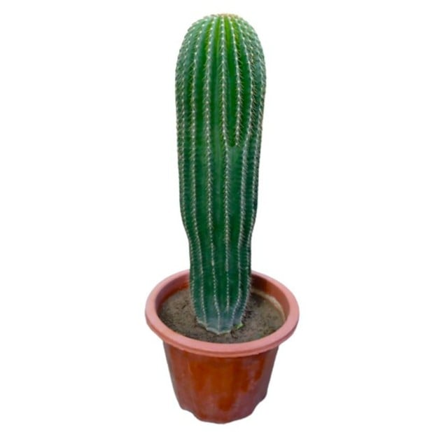 Organ Pipe Cactus