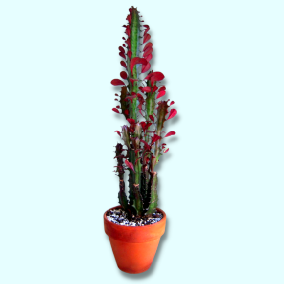 Euphorbia Trigona Rubra