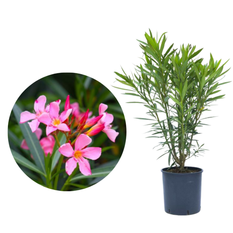 Nerium Oleander