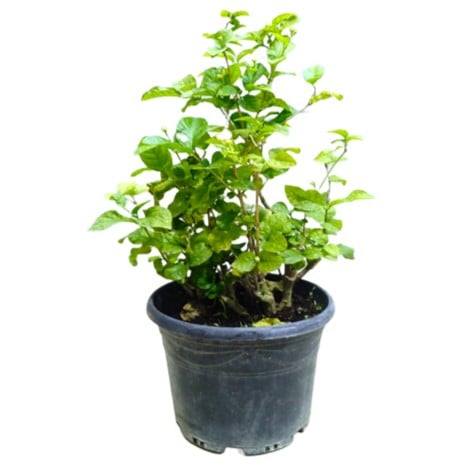 Jasminum Sambac Rajdee
