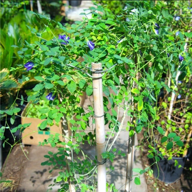 Clitoria Ternatea