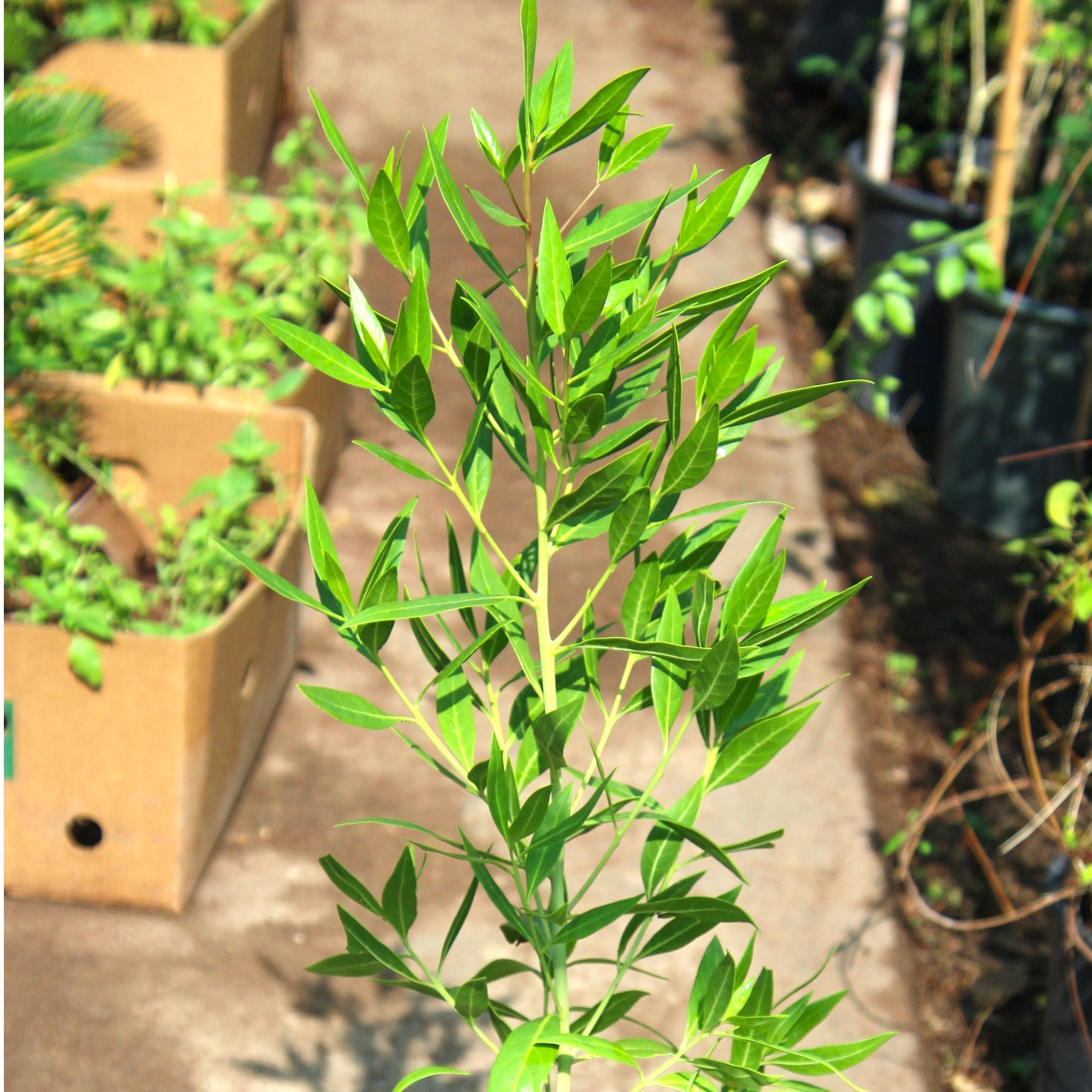 Conocarpus