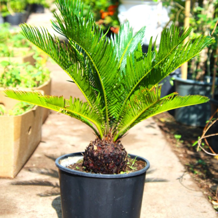 Cycas Revoluta