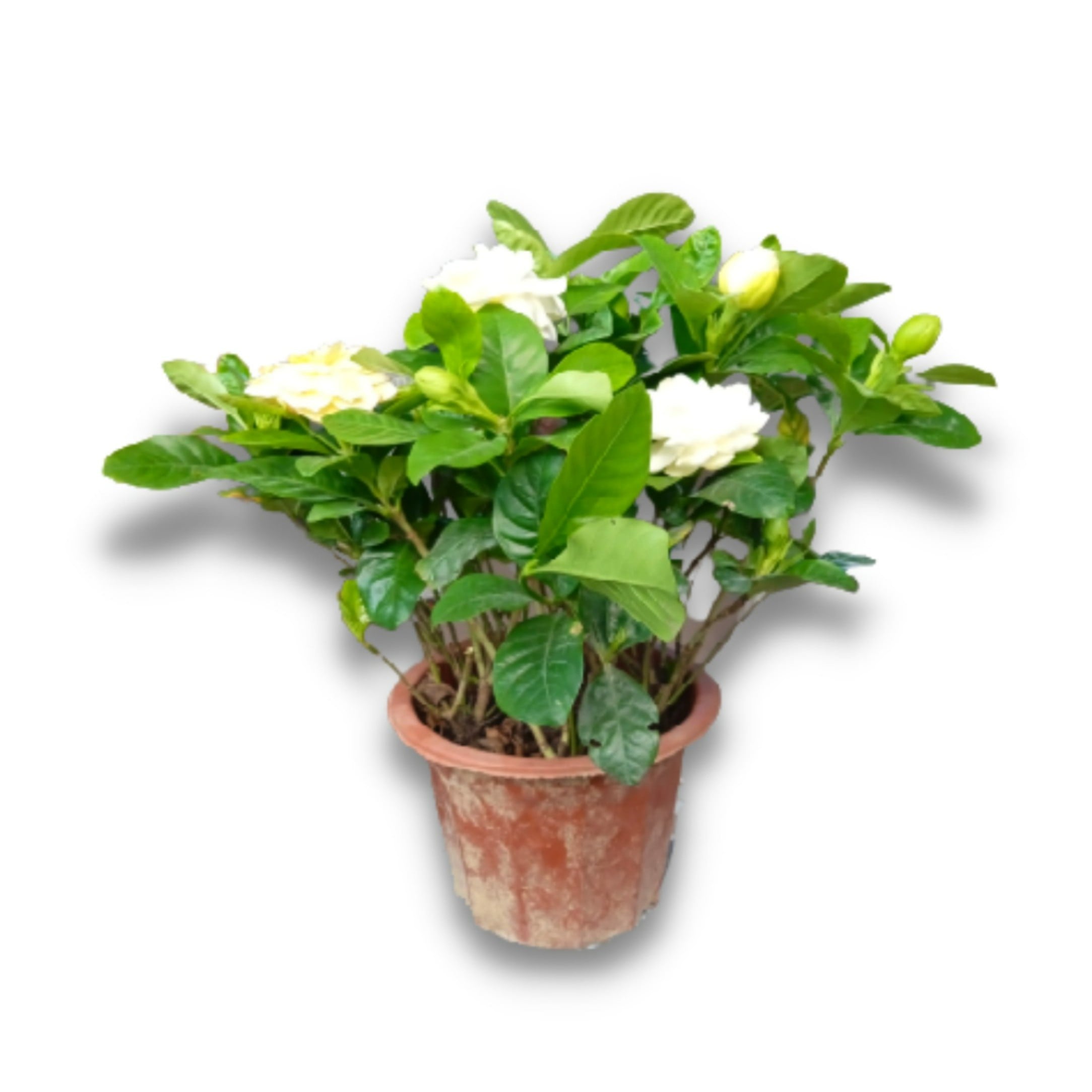 Gardenia