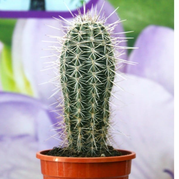 Pachycereus Pringlei Cactus