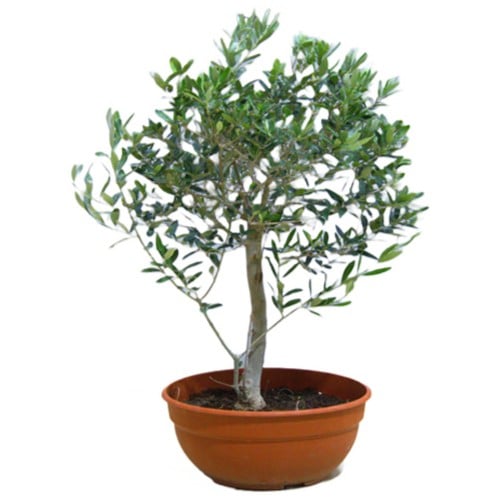 Olive