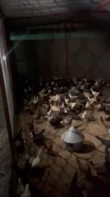 الاعمار من شهر بلدي 