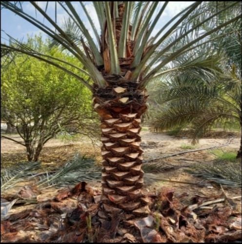 تكريب وتنظيف النخيل