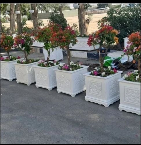 الورودالموسميه والمستديمه