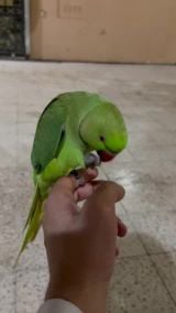 للبيع دره 