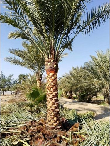 تقريب النخيل