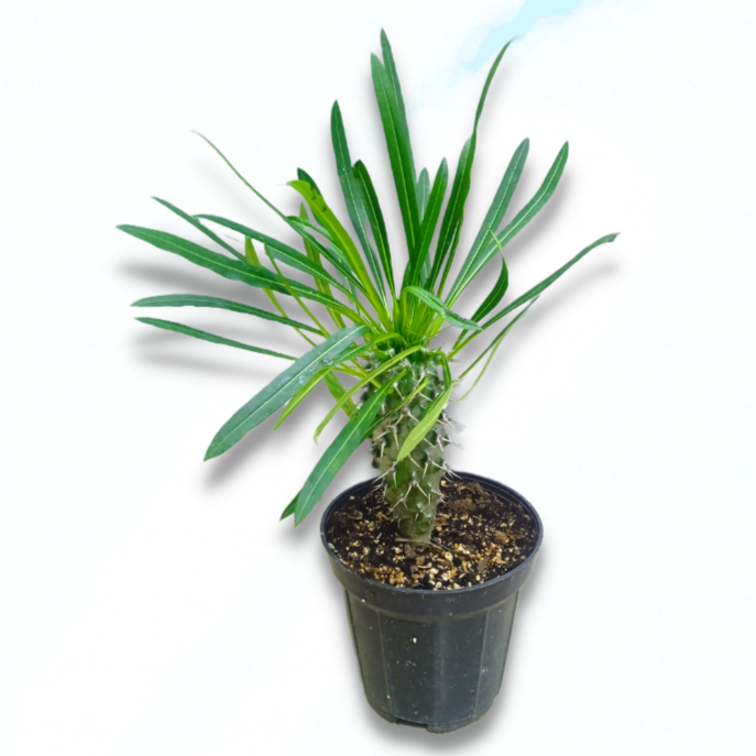 Madagascar Palm