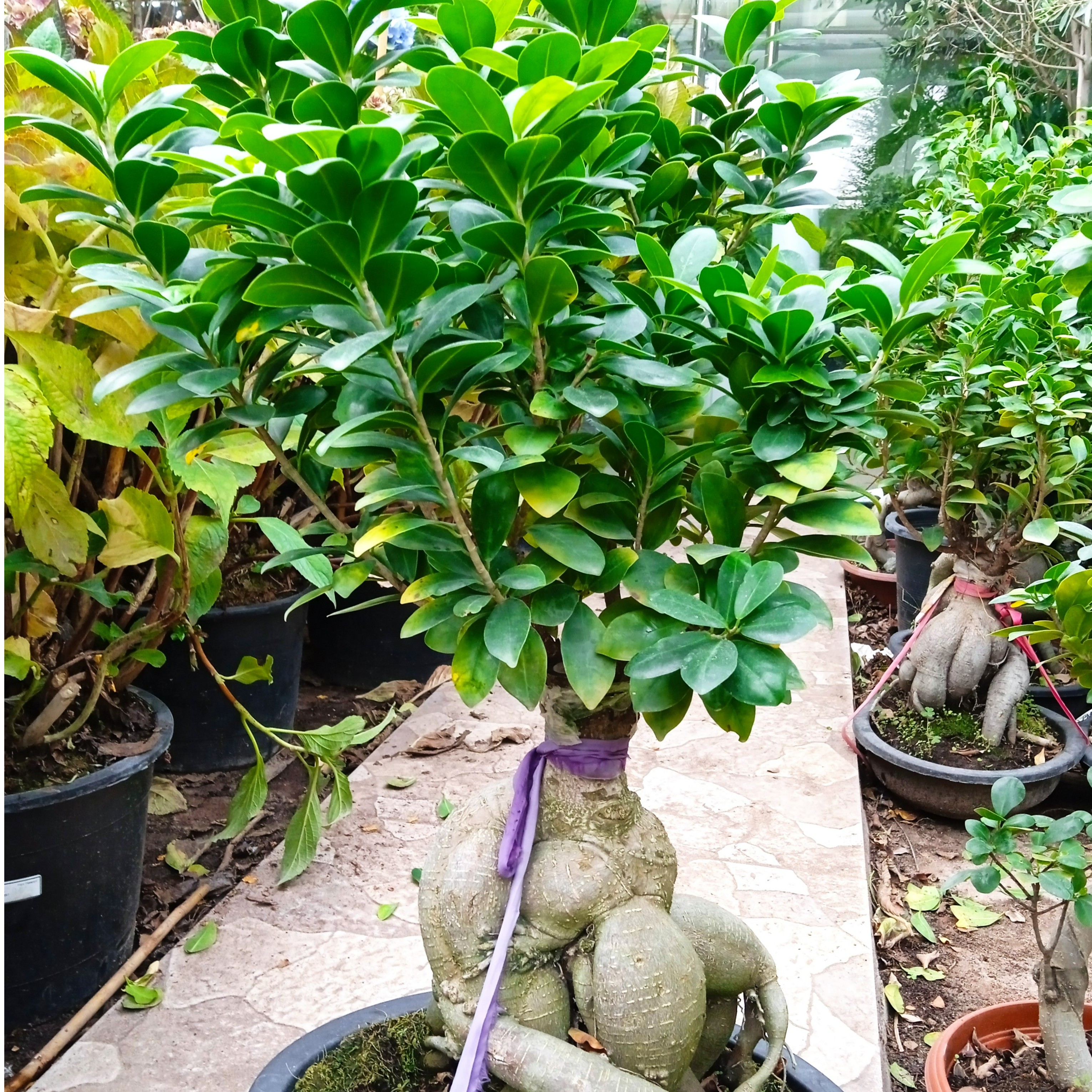 Ficus Bonsai