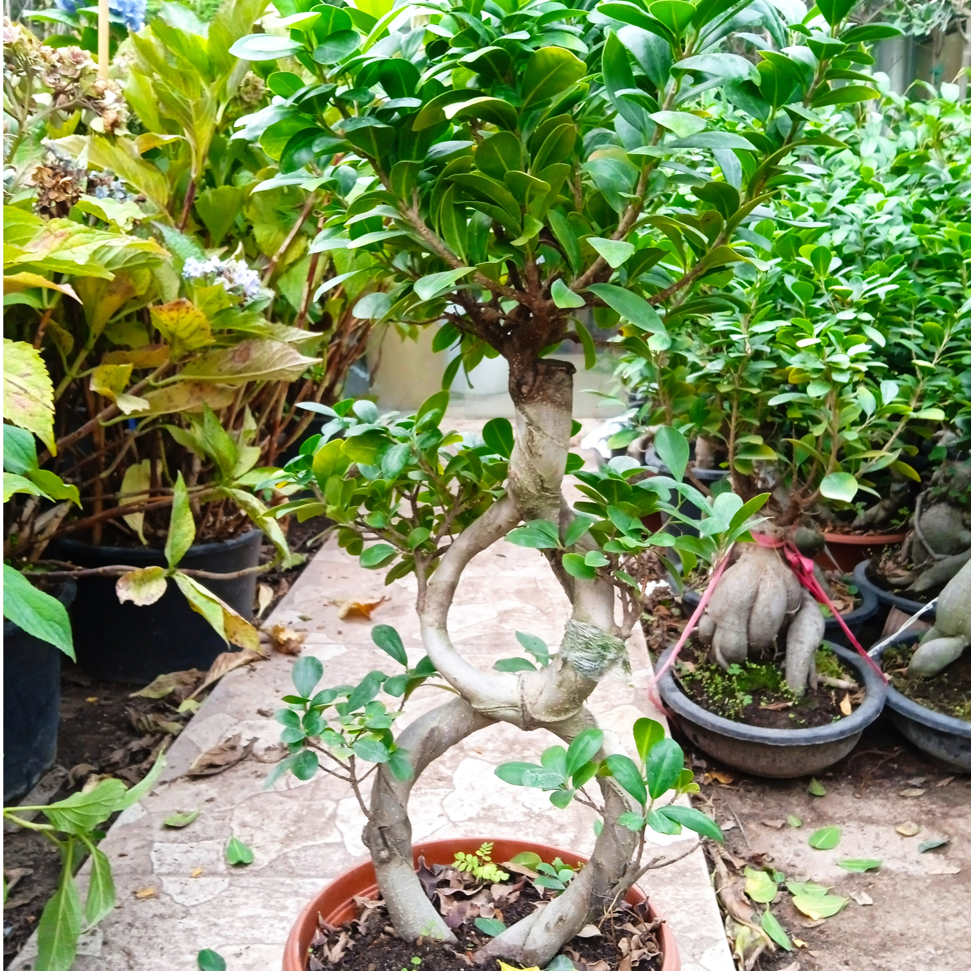 Ficus Bonsai