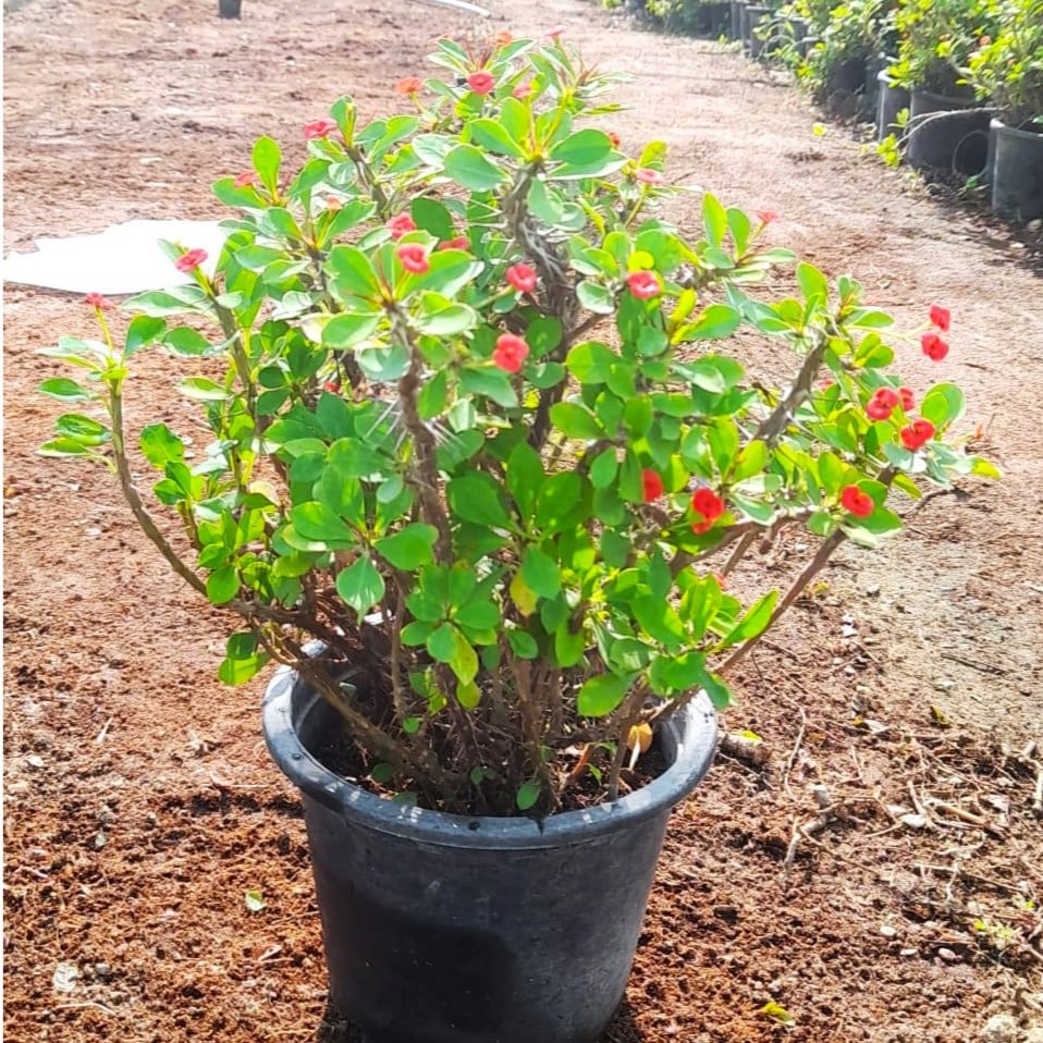 Euphorbia Milii