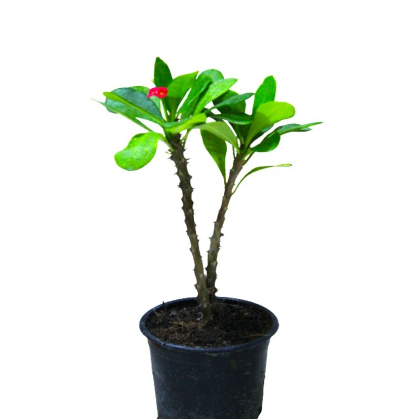 Euphorbia