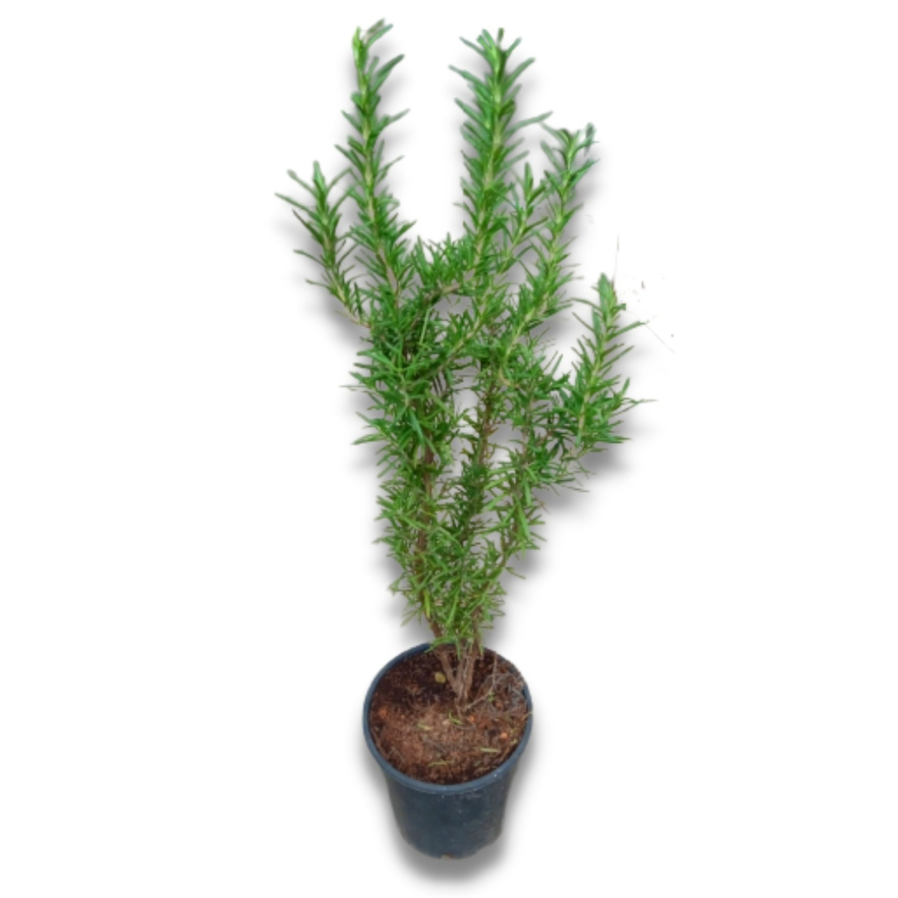 Rosemary