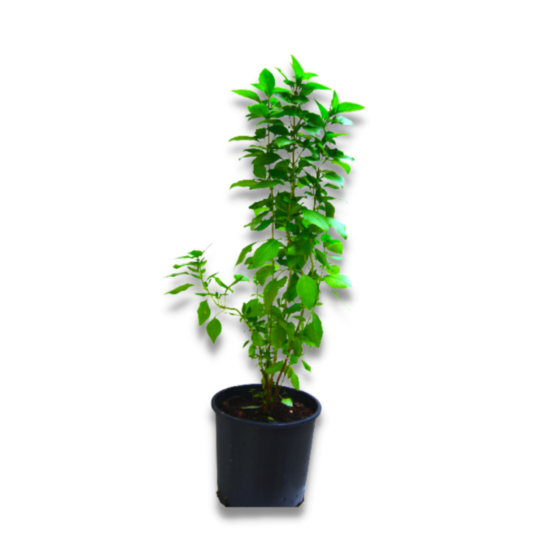 Tulsi Moshmum